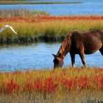 Healthy horse with natural detoxification methods including herbs and minerals for optimal equine wellness