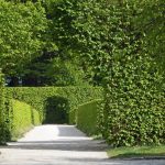 Elegant espalier trees shaped as living green walls demonstrating modern garden architecture and vertical greening techniques