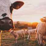 High-quality straw bedding for cows in a clean stable, demonstrating the best bedding practices for cattle comfort and hygien