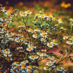 Heidelberger's 7 Kräuter product featuring natural herbs for health and wellness support