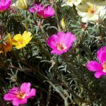 Garden biodiversity with native plants, bird houses, and butterfly hotels supporting diverse species and wildlife habitats