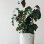 Online shop showcasing selection of indoor and outdoor plants, pots, and care products available at Fleurdirect